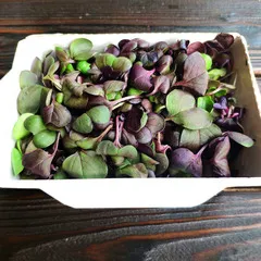 СРЕЗ / Редис фиолетовый / 40 гр СРЕЗ / Редис фиолетовый / 40 гр