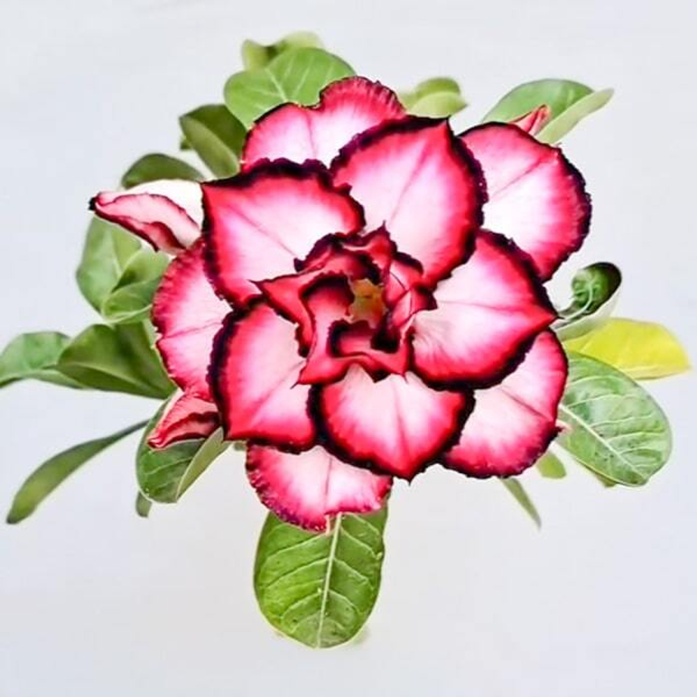 Адениум ALESHA