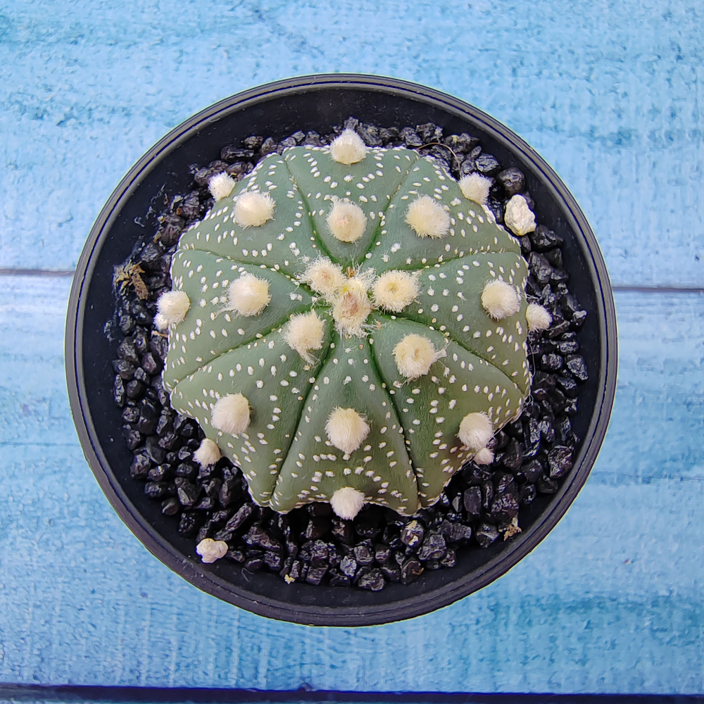 Astrophytum Asterias (Астрофитум)