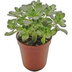 Суккулент Эониум Седифолиум