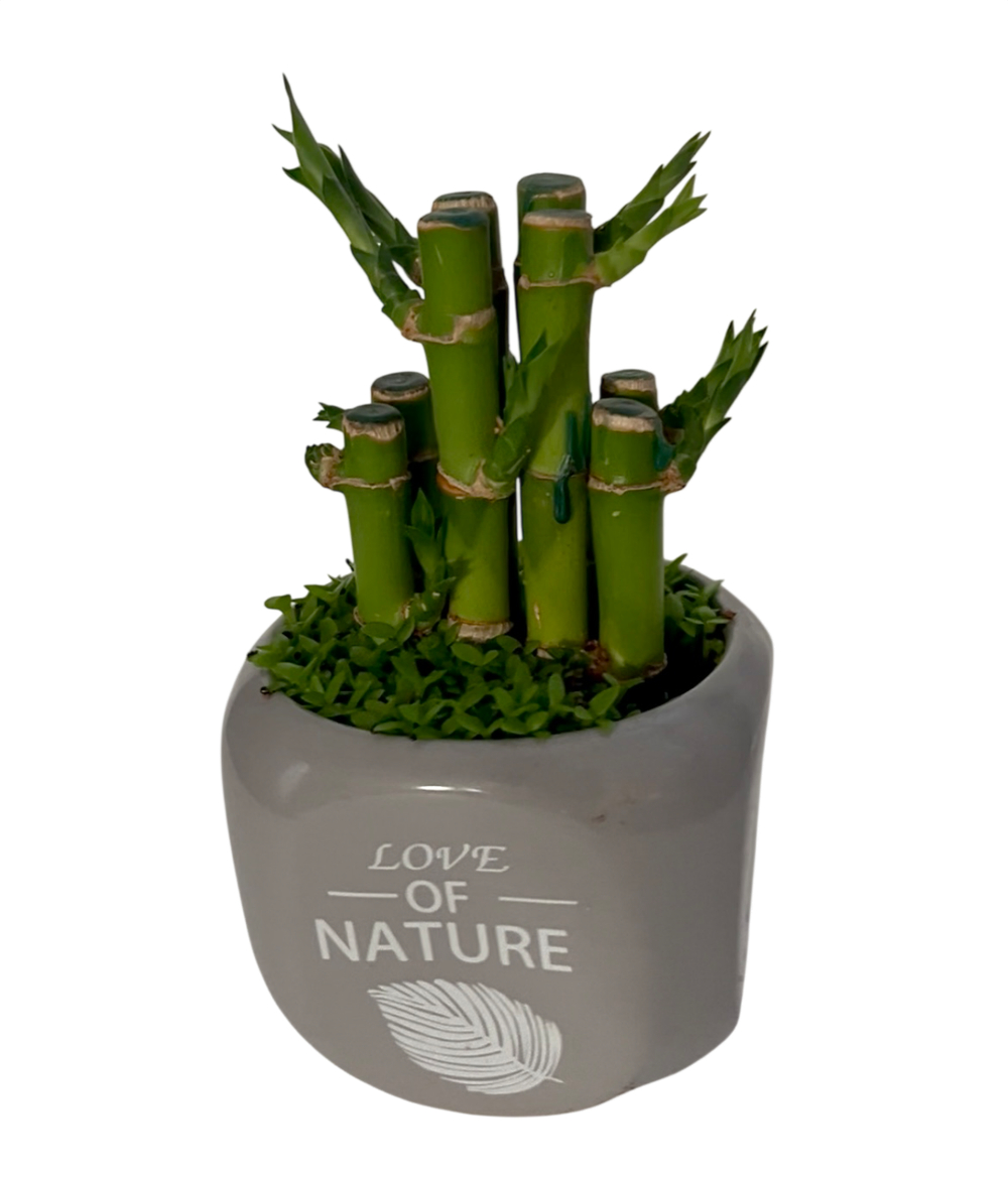 Бамбук small forest в керамическом горшке