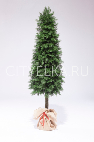 Туя на ножке