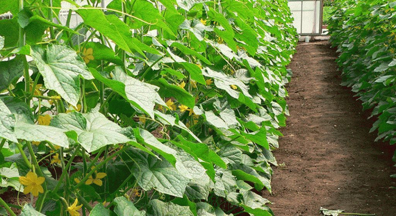 Меренга F1 семена огурца партенокарпического (Seminis / Семинис) культура – фото 8