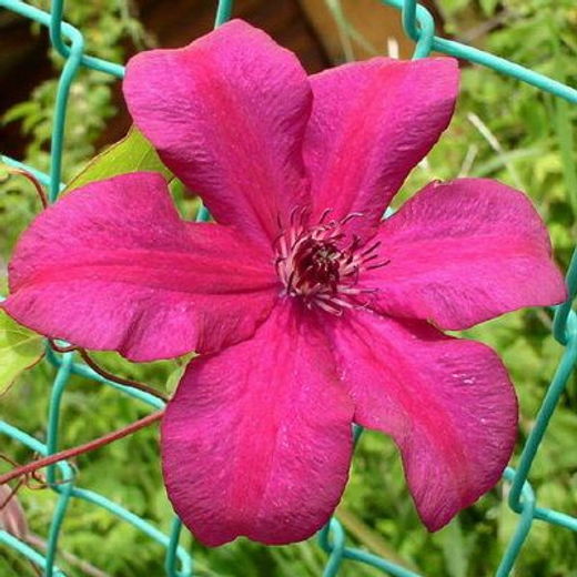 Клематис гибридный Кардинал Вышиньски Закупка М33 апрель 2026