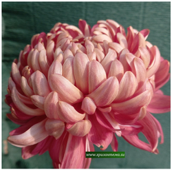 Хризантема крупноцветковая Alex Young ☘ ан 7    (временно нет в наличии)