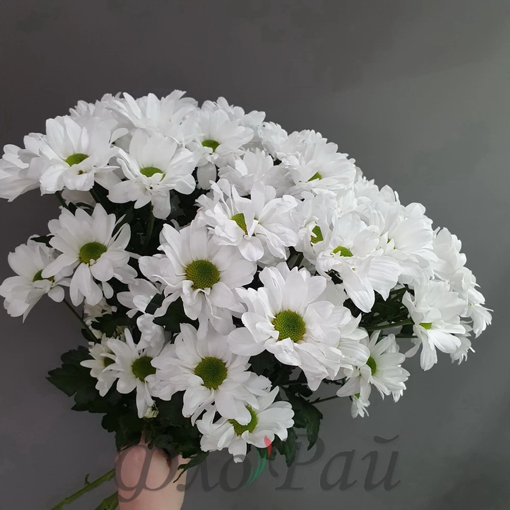 Хризантема кустовая