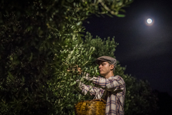 Оливковое масло CENTONZE Case Di Latomie, Biologico, Extra Virgin, темная бутылка, 1 л, Италия