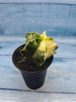 Astrophytum Myriostigma variagate (Астрофитум вариегатный)