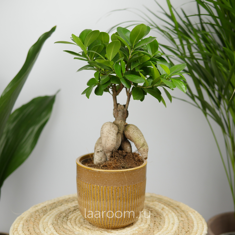 Фикус микрокарпа Гинсенг 12/30