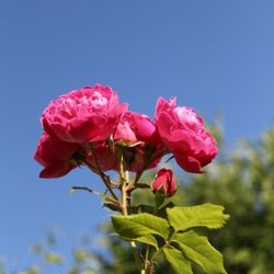 Сибэль (Cybelle)