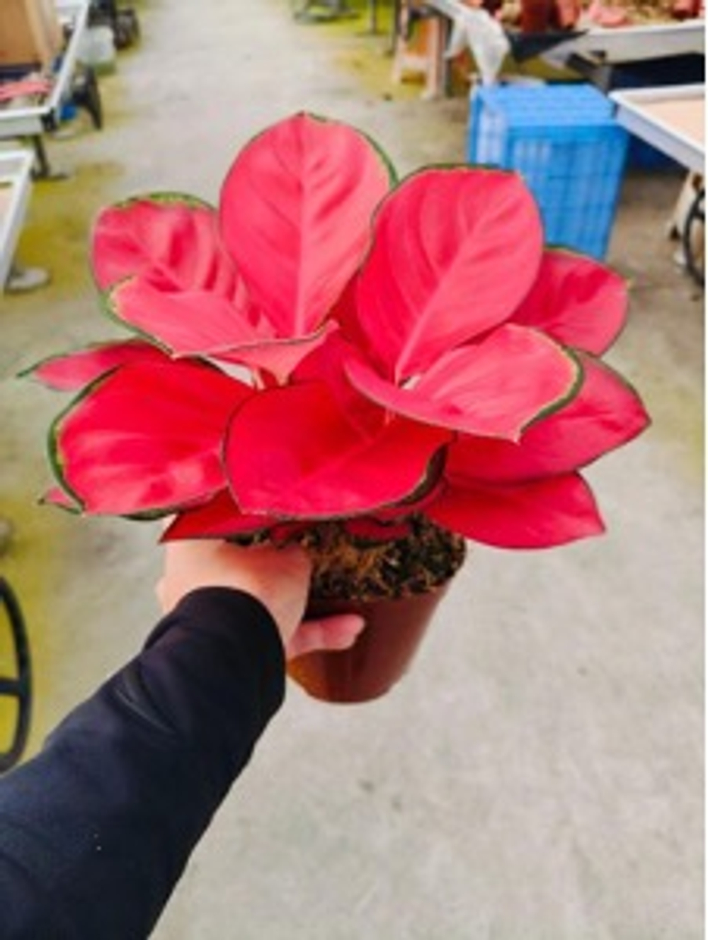 Аглаонема Red Coral д.12