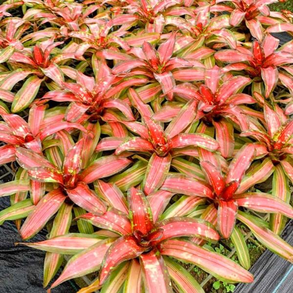 Неорегелия SPEED DEMON