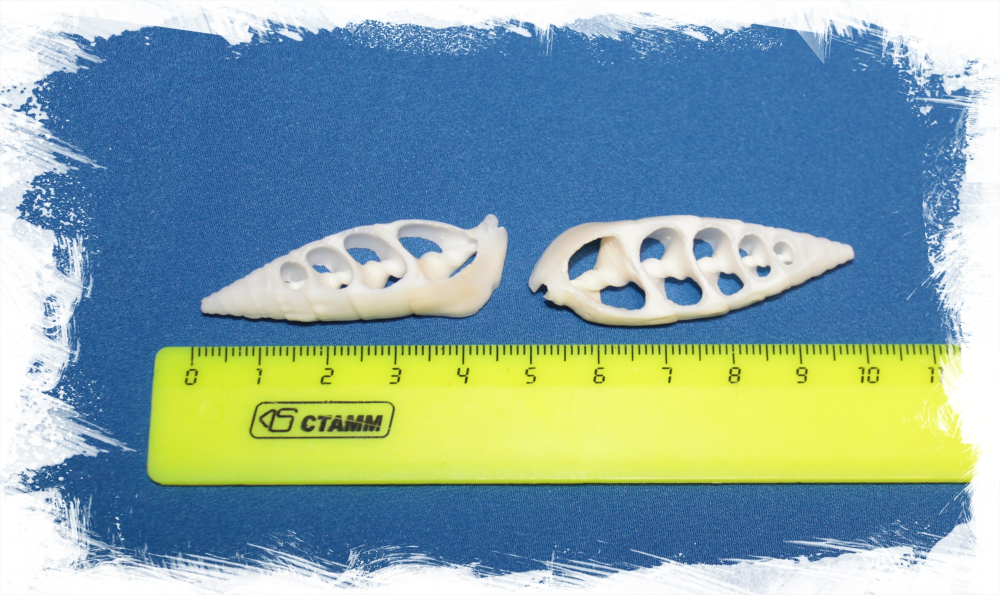 Срез Риноклависа Вертагуса