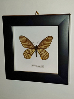 Парусник Papilio epycides в рамке
