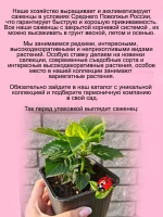 Монарда Би Претти бергамот американская мелисса