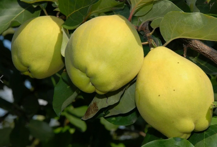 Айва плодовая Мечта Императора ЗКС контейнер 5- 7,5л, 3х летний саженец май 26