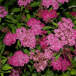 Спирея японская Фробели С5 40-60