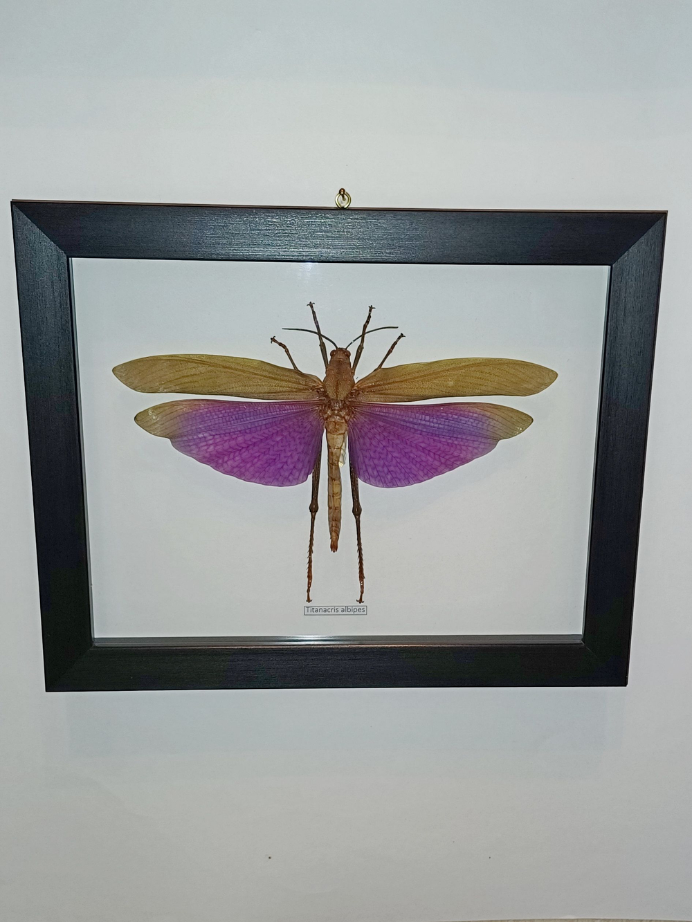 Кузнечик Titanacris самка в рамке