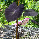 Колоказия JUBILEE