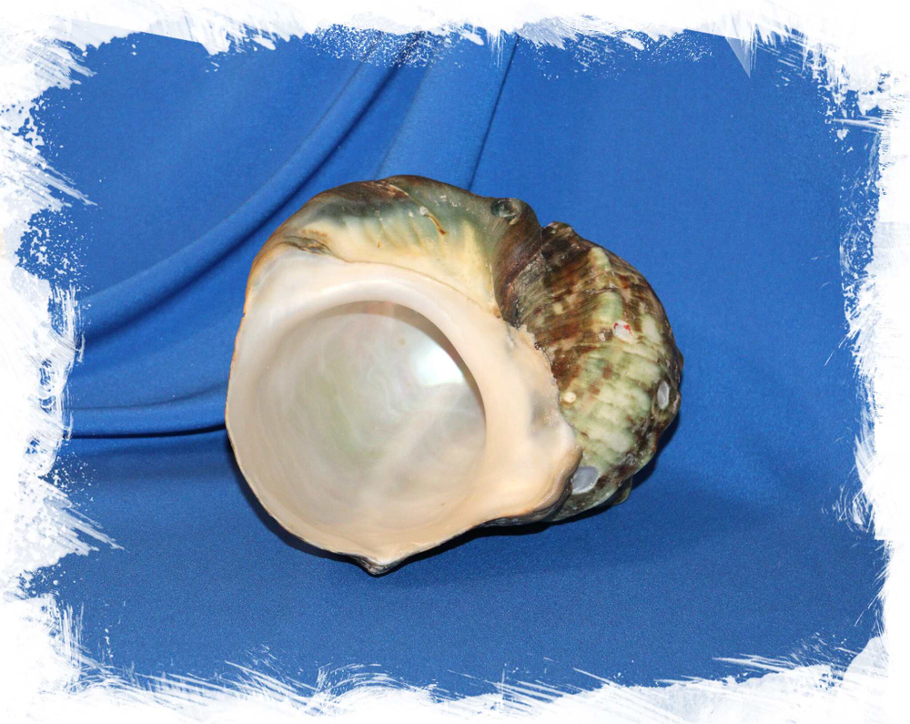 Турбо марморатус (Turbo marmoratus) 16 см.