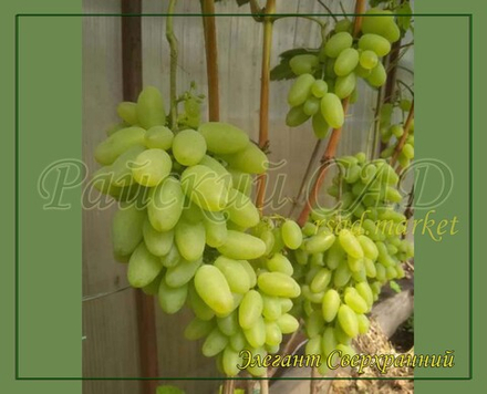 Виноград ЭЛЕГАНТ СВЕРХРАННИЙ, FV - 3 - 15 , III - 17 - 3 – 15
