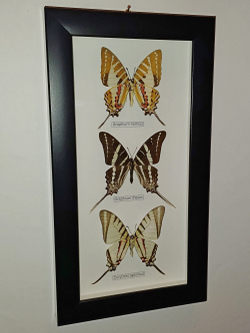Бабочки рода Graphium в рамке