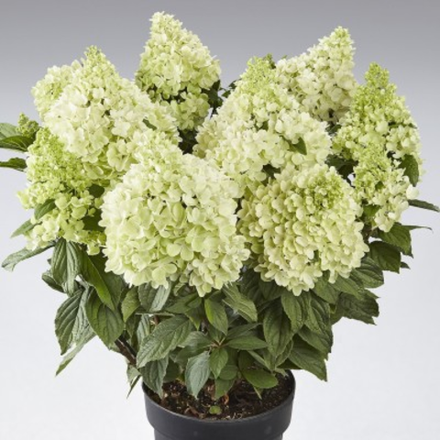 Панорама «Panorama» С3