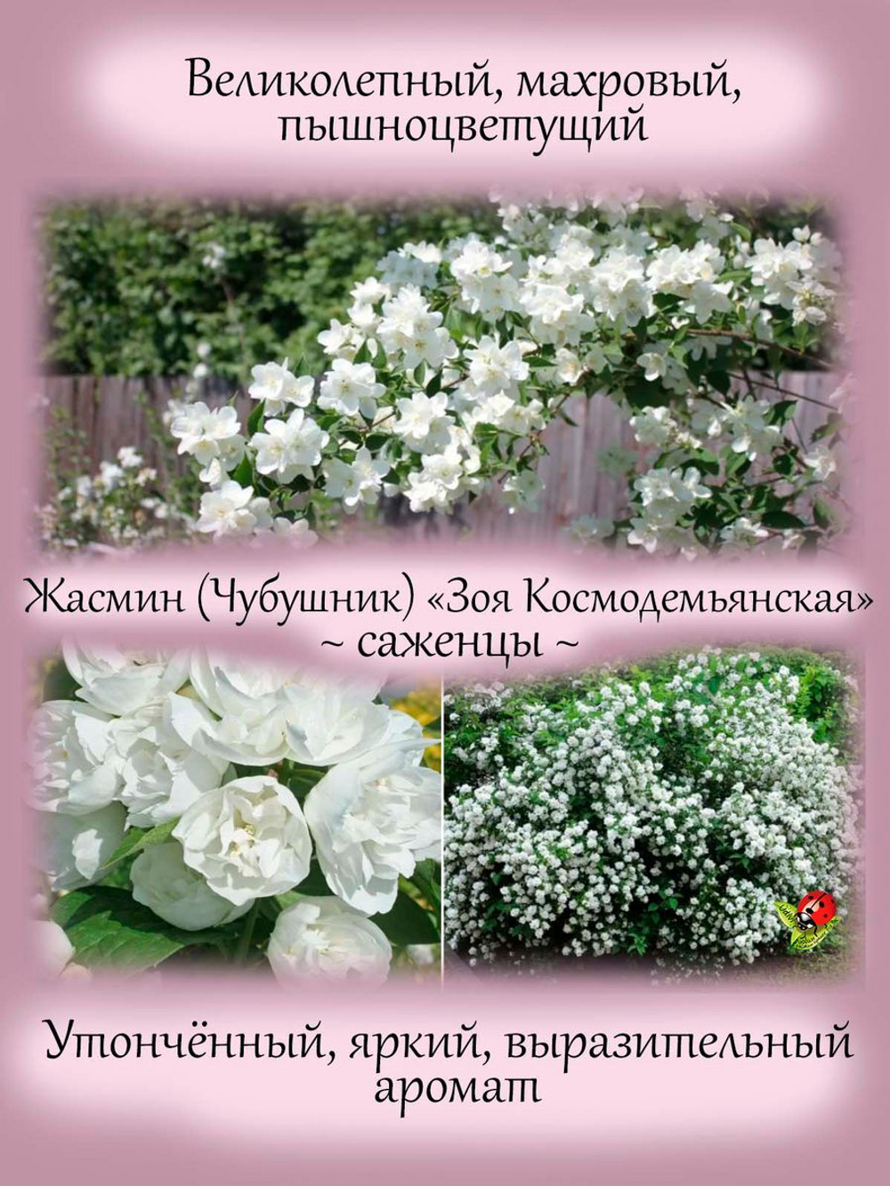 Жасмин Зоя Космодемьянская махровый садовый чубушник