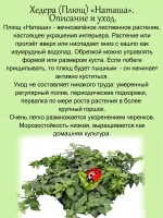 Хедера Наташа плющ