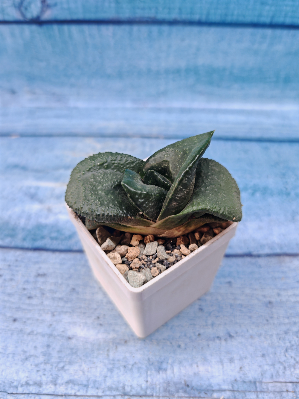 Gasteria Armstrongii (Гастерия)