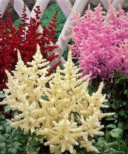 Астильба Андорра ла Велья