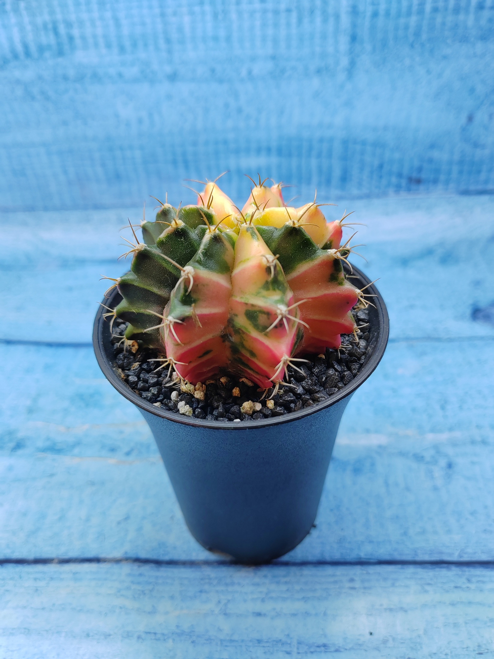 Gymnocalycium Variegata (Гимнокалициум Вариегатный)