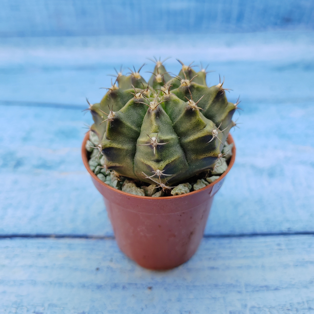Gymnocalycium Friedrichii (Гимнокалициум)