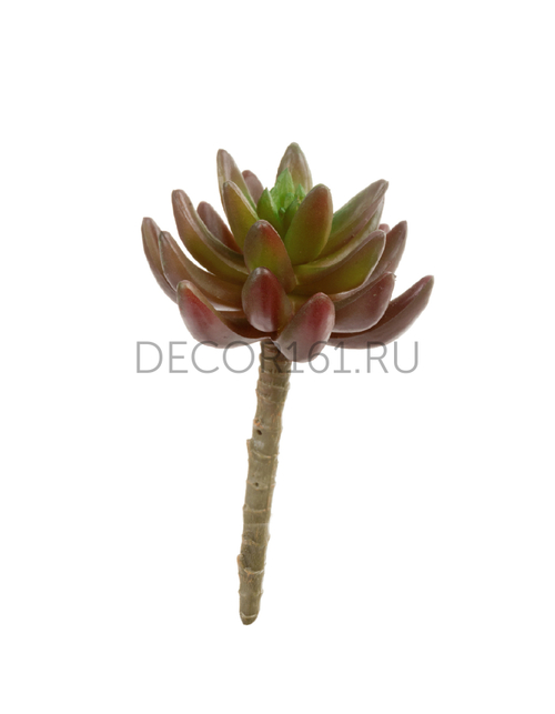 Суккулент Синокрассула бордово-зелёная в-5 см, д-8 см 12/144 20.091819RG