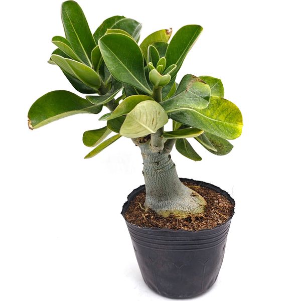 Адениум обесум (Пустынная роза)