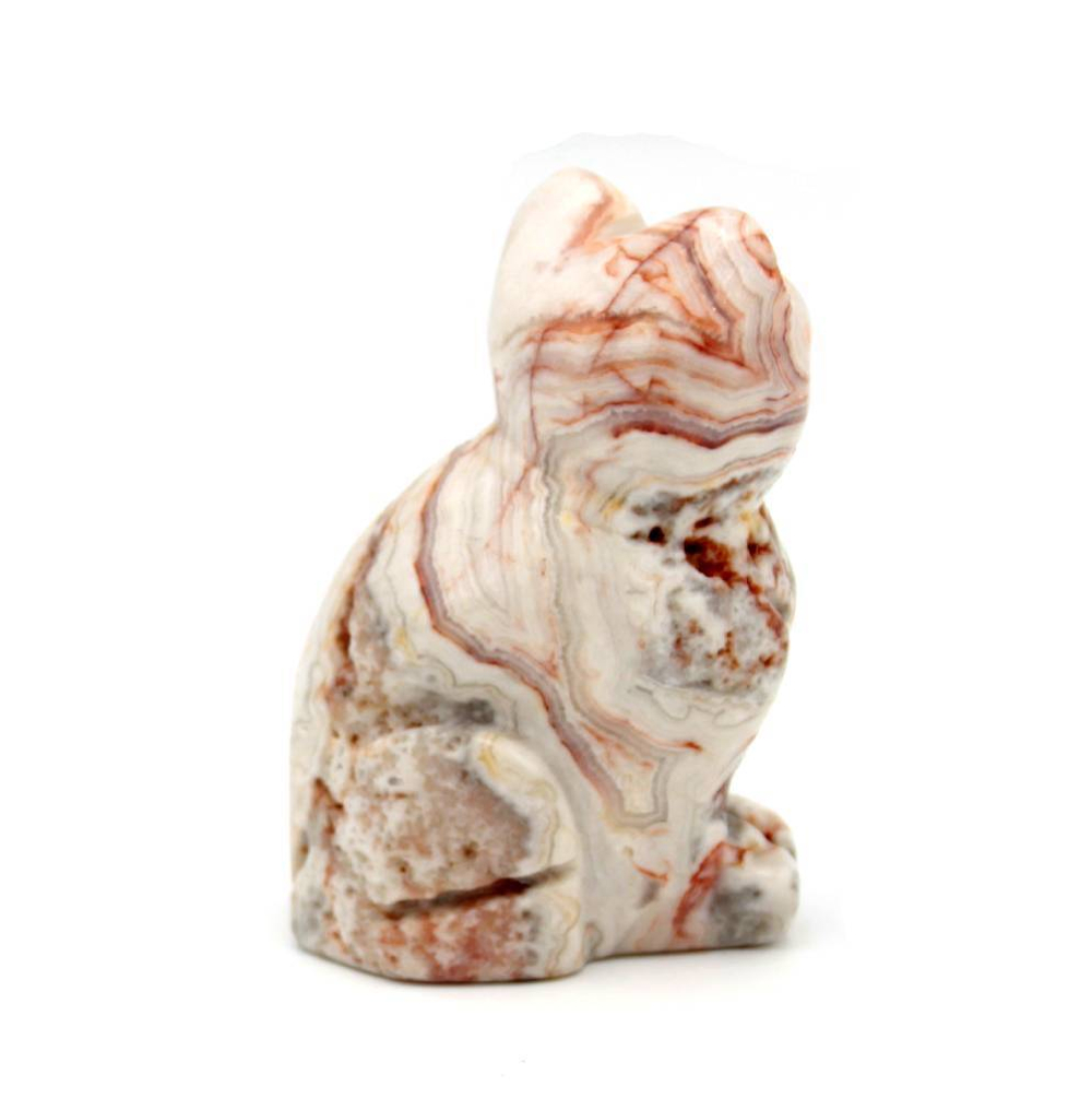 Кошка агат асс.