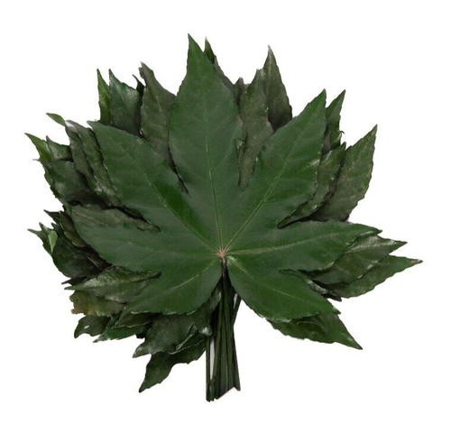 Листья Аралии