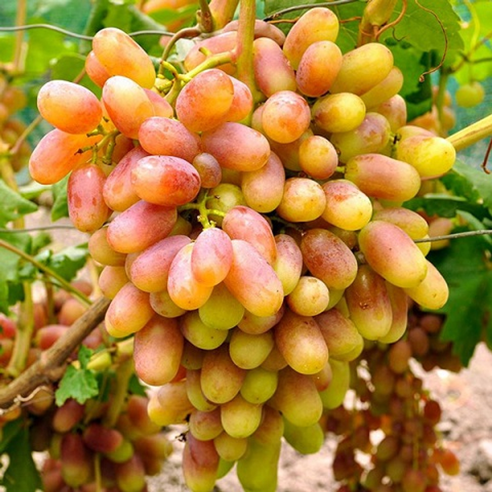 Виноград столовый ранний Юлиан