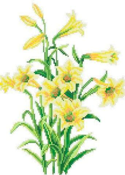 Г-1094 Нарциссы