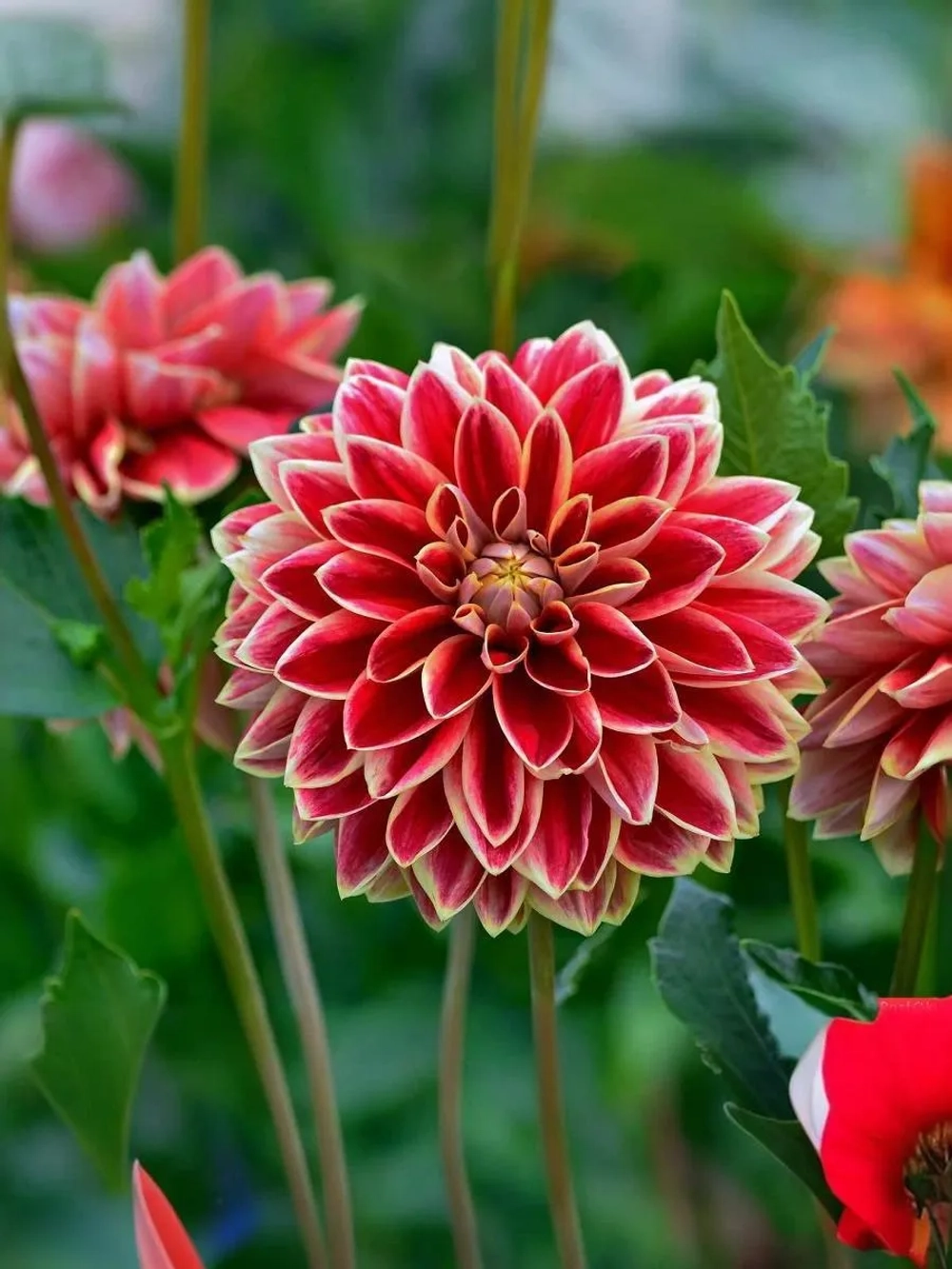 Георгин декоративный Максим