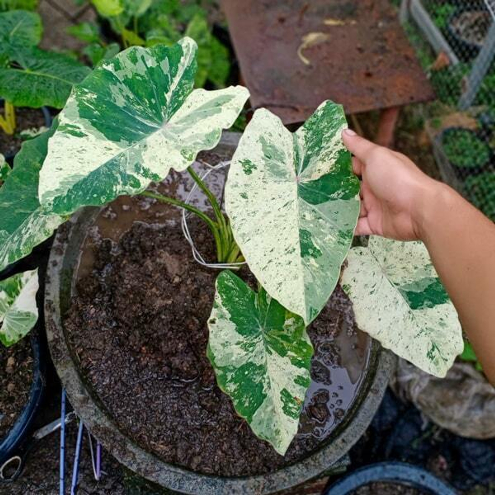 Колоказия PINK CHANTHABUN