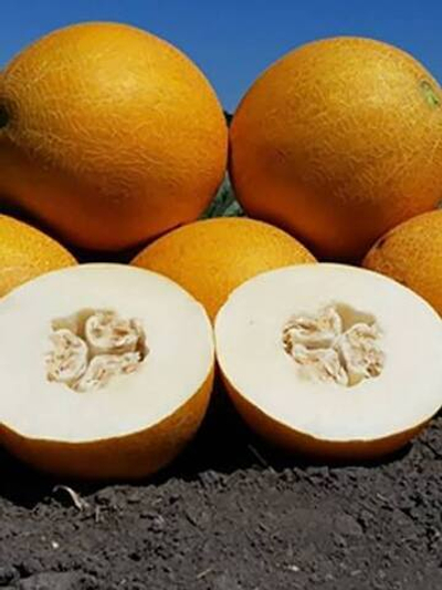 Лада семена дыни (ПОИСК)