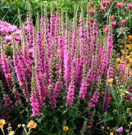 Дербенник (Lythrum) salicaria Rosy Gem