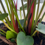 Антуриум Андре DELICATA