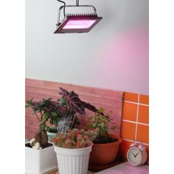 Фитопрожектор для растений светодиодный ЭРА FITO-50W-RB-LED для цветения и плодоношения красно-синего спектра 50 Вт