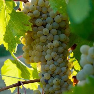 Гречетто или Грекетто (ит. Grechetto) - белый сорт винограда