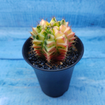 Gymnocalycium Variegata (Гимнокалициум Вариегатный)