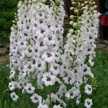 S3533 Дельфиниум Delphina White Black Bee 100 шт.