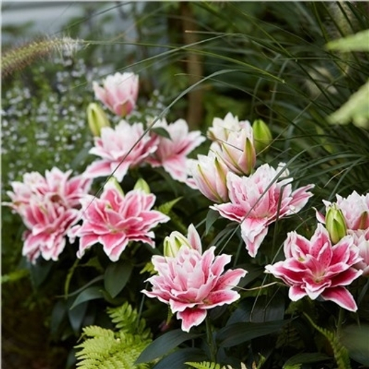 Лилия Роузлилия Олимпия 1 шт размер 18/20 Закупка М67 апрель 2026