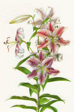 100 Flowers: One Hundred Postcards from the Royal Horticultural Society